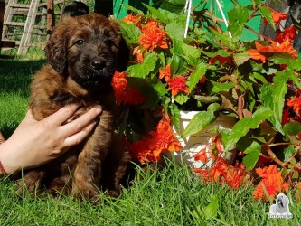 5 týždňové briard šteniatko